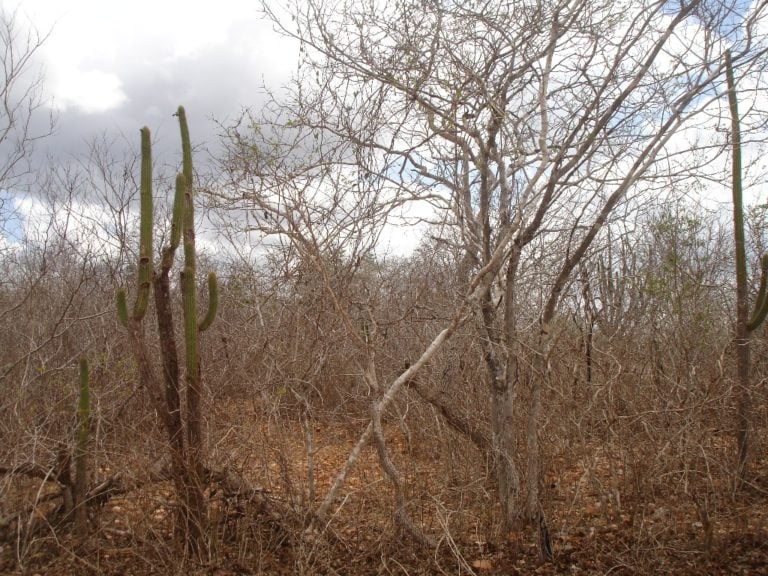 Caatinga: RN atualiza plano e reforça ações contra a desertificação