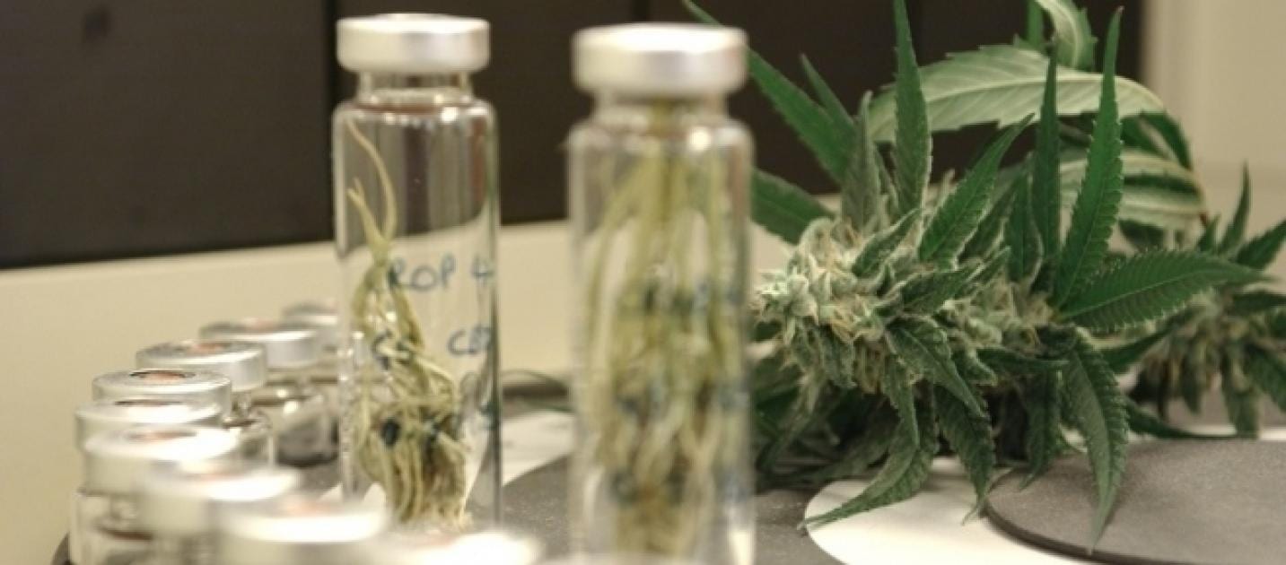 Curso pioneiro no RN capacita profissionais do SUS sobre cannabis medicinal