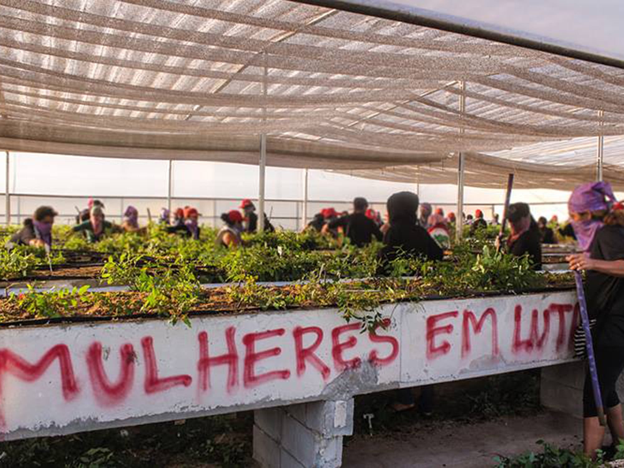 MST vai distribuir em Natal 15 toneladas de alimentos produzidos no RN