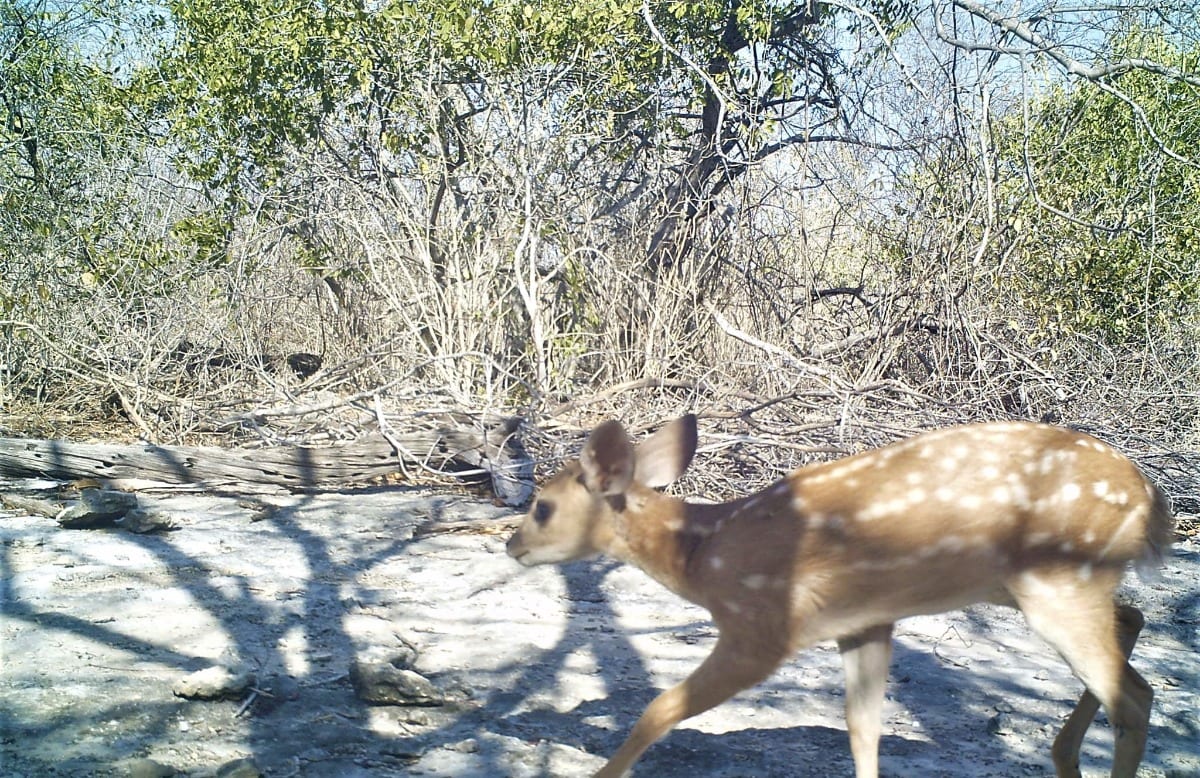 Pesquisa reencontra animais desaparecidos na caatinga potiguar