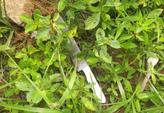 Jovem trans de 18 anos é morta em praça de Natal. Ex-namorado é preso e confessou crime premeditado