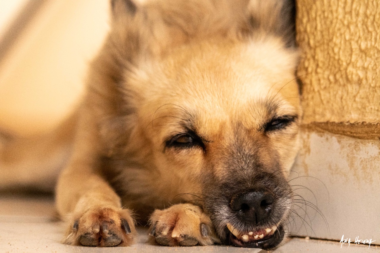 Proteção animal voluntária em Natal vive momentos difíceis