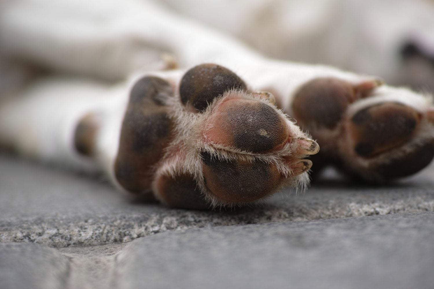 RN endurece regras e proíbe agressores de animais no serviço público