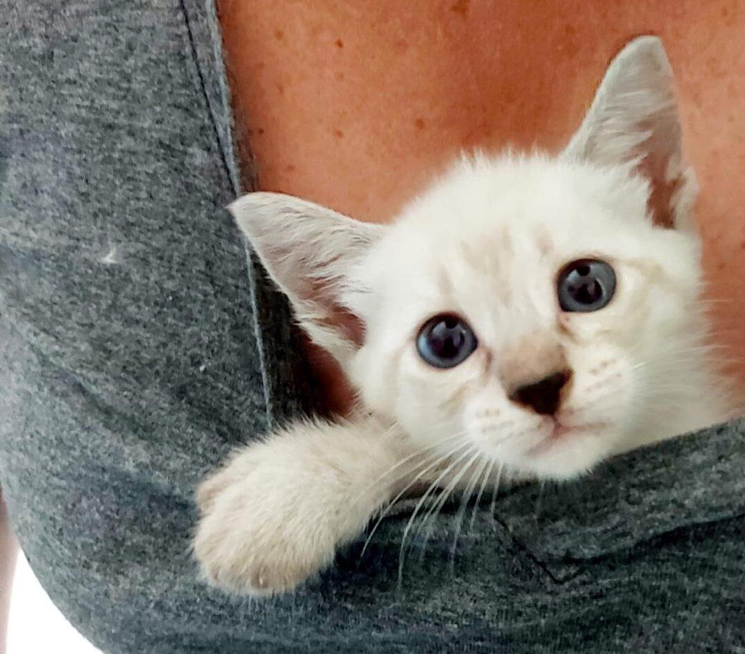 Cafeteria cria programação para comemorar Dia Mundial do Gato