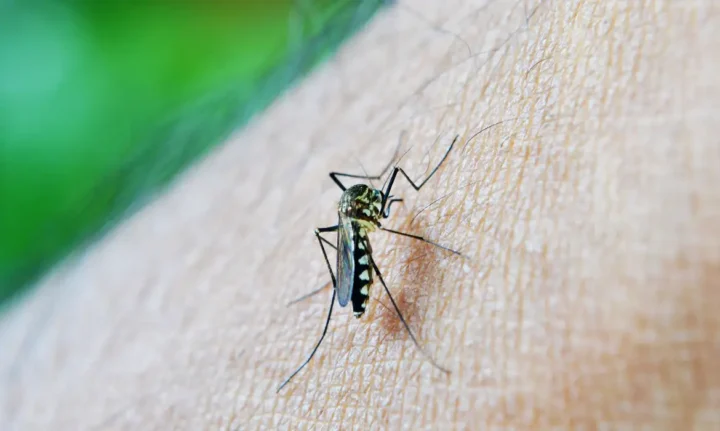 Natal registra baixa adesão à vacina contra a dengue