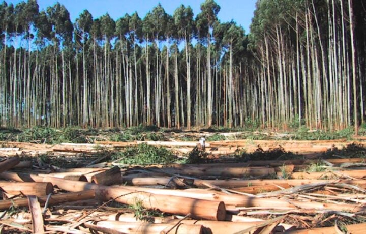 Deputados aprovam PL que reduz controle ambiental; veja como RN votou