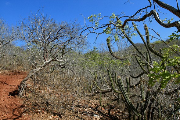 Governo vai proteger 1 milhão de hectares na caatinga; RN está incluso