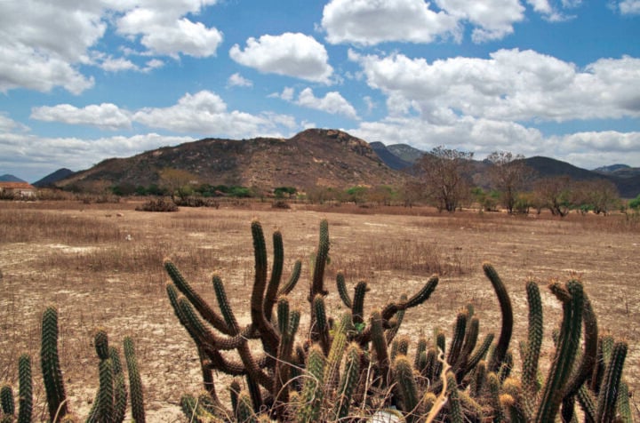 Potencial de restauração da Caatinga no Rio Grande do Norte destaca-se em estudo internacional. Foto: Reprodução.