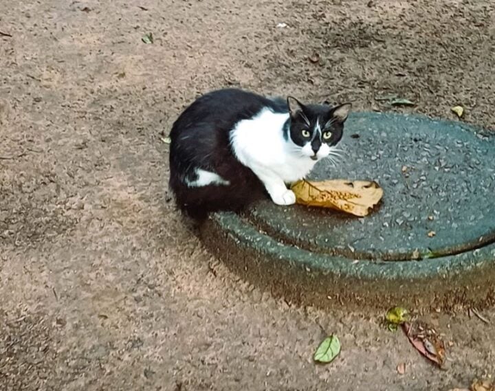 Abandono de animais prejudica fauna no Parque da Dunas, aponta Idema