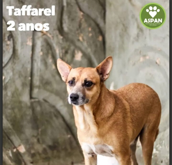 Solidariedade: ONG em Natal cuida e resgata mais de 200 animais