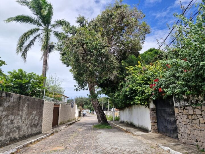 Árvore no meio da rua resiste ao avanço da urbanização em Ponta Negra