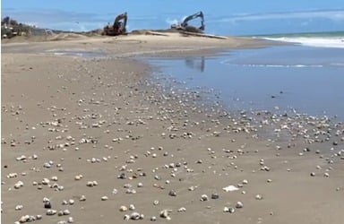 Vídeo: ambientalista encontra corais em engorda de Ponta Negra; MPF quer Ibama na fiscalização