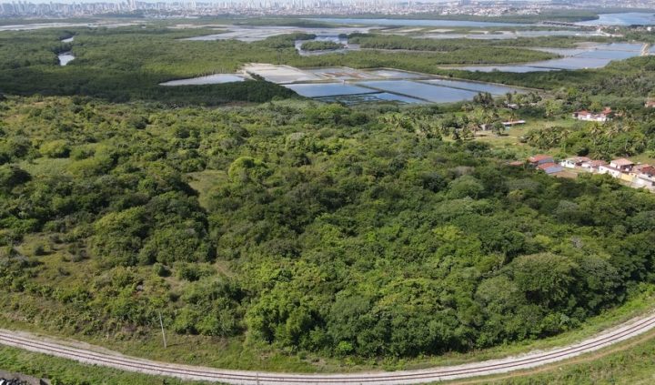 Mata Atlântica: RN está entre os estados com queda no desmatamento
