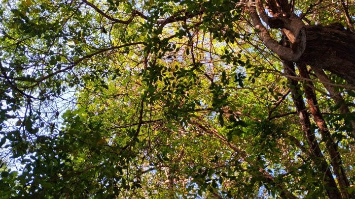 Parque das Dunas: refúgio da Mata Atlântica na capital potiguar
