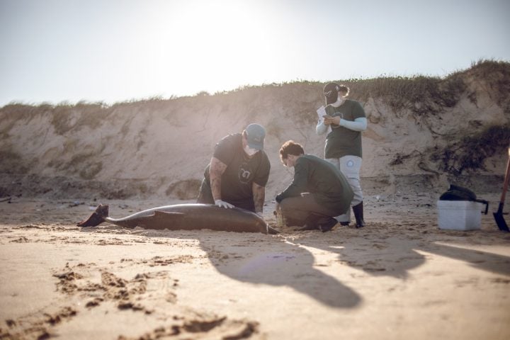 Projetos resgatam animais marinhos e preservam reprodução das tartarugas no RN
