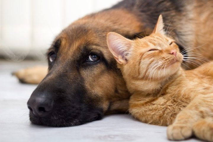 Animais domésticos terão direito a RG com cadastro nacional