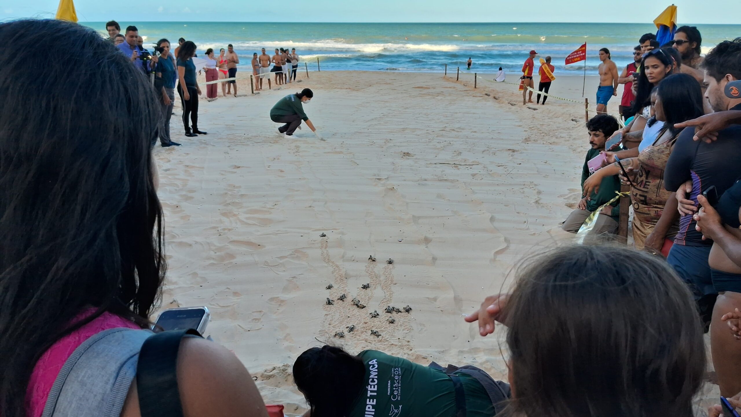 Filhotes de tartaruga são soltos em Natal, mas luzes urbanas dificultam trajeto ao mar