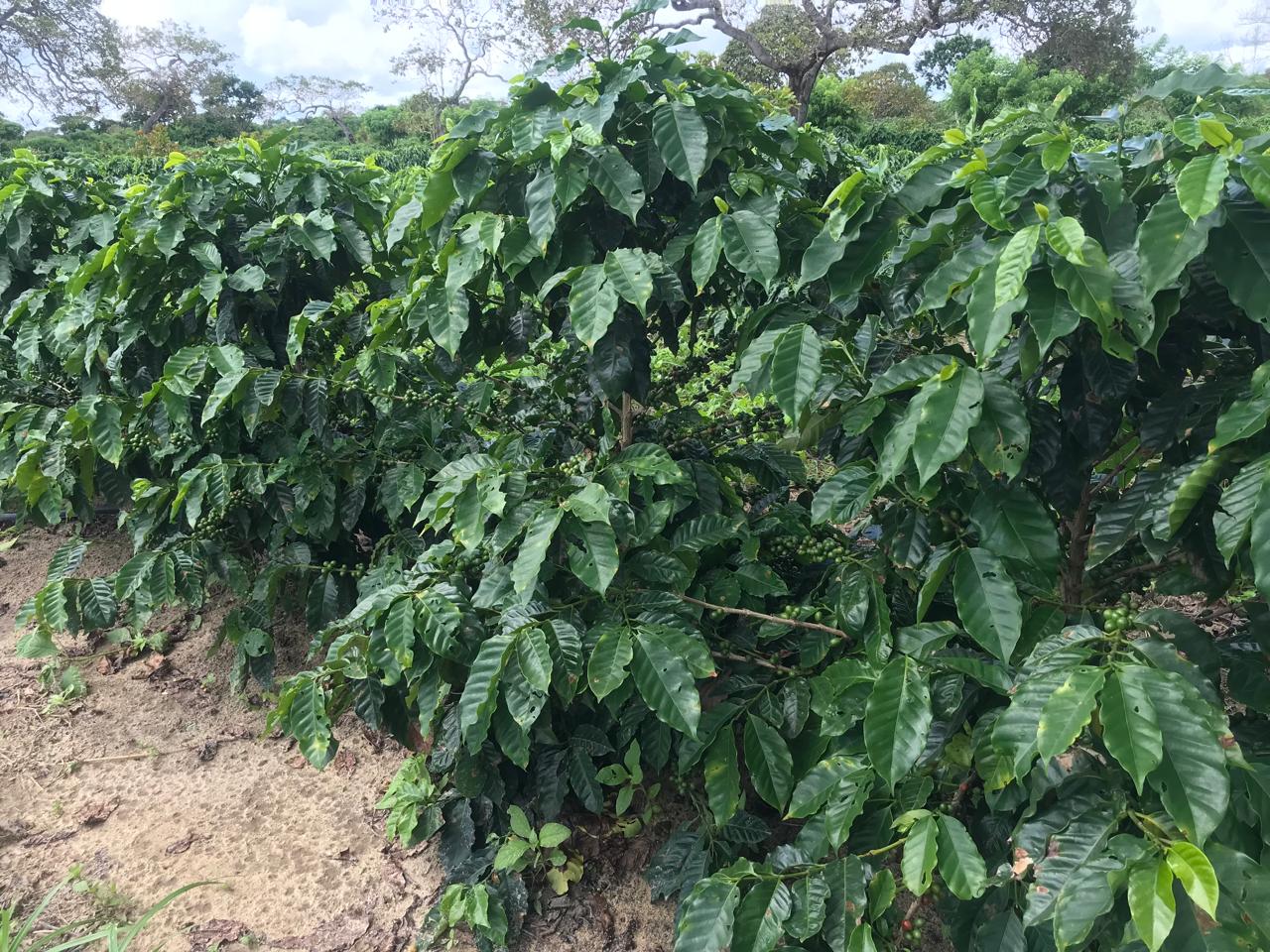 Retomada do café no RN: histórias de afeto e resistência