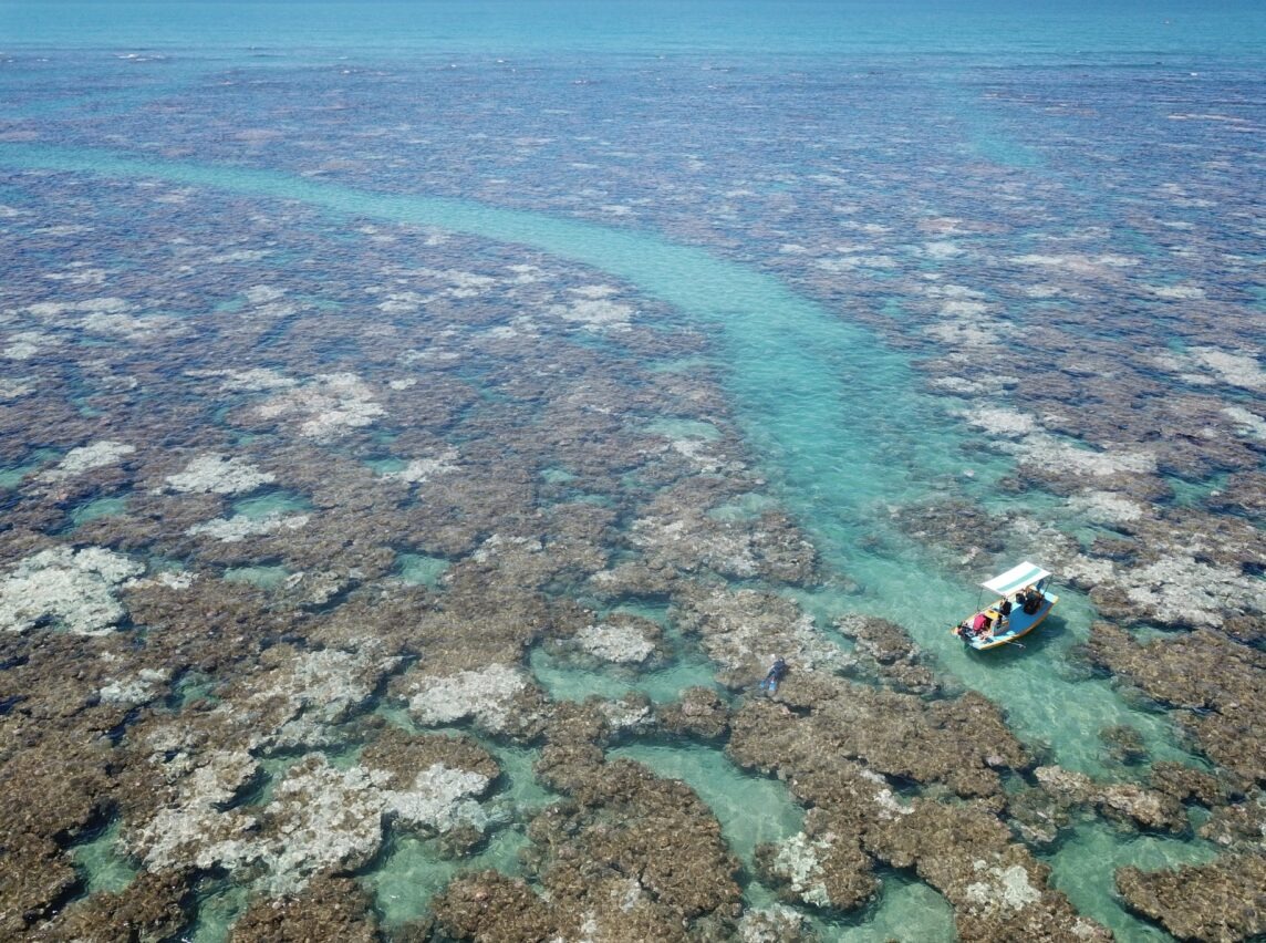 Aquecimento do oceano matou 70% dos corais de fogo do litoral norte do RN