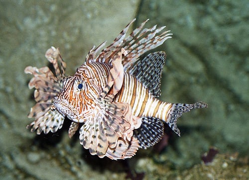 Cientistas alertam para a crescente presença do peixe-leão no RN, com 300 registros