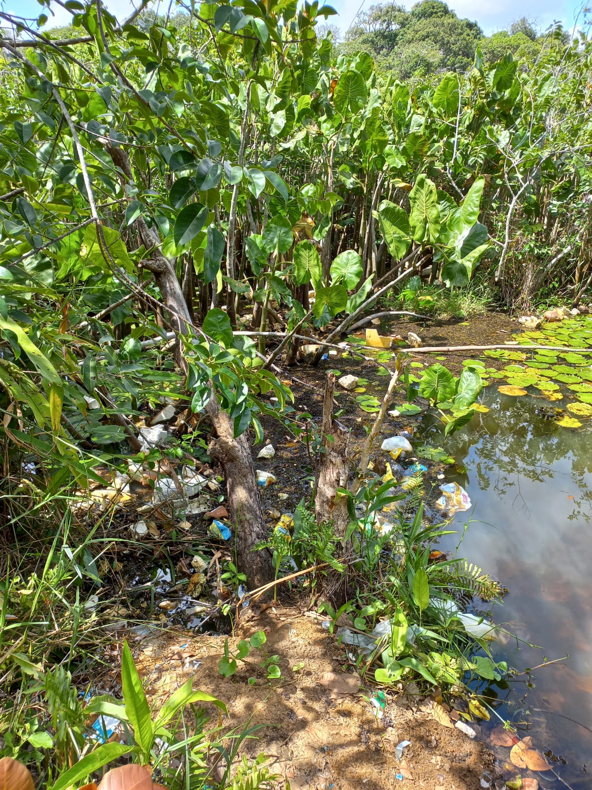 Rio Pitimbu: poluição e desmatamento ameaçam abastecimento de Natal