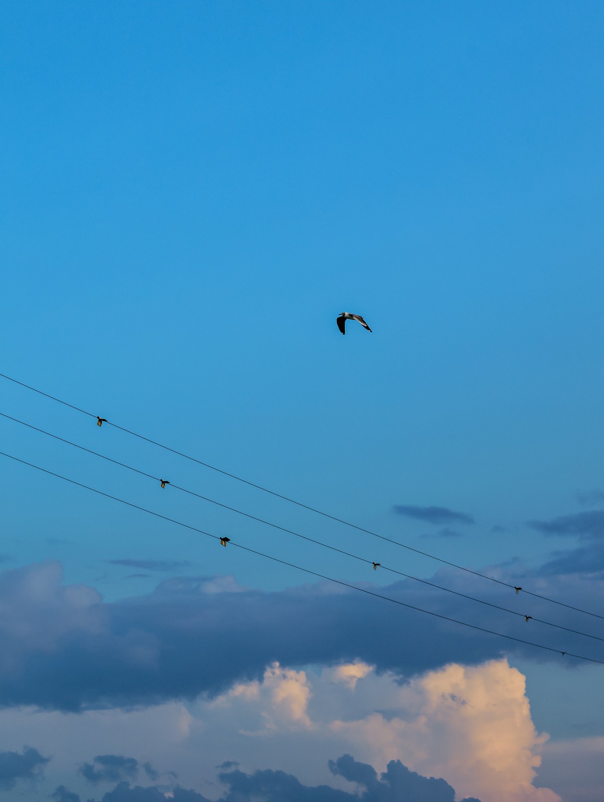 Projeto reduz mortes de aves por colisão com linhas de energia no RN