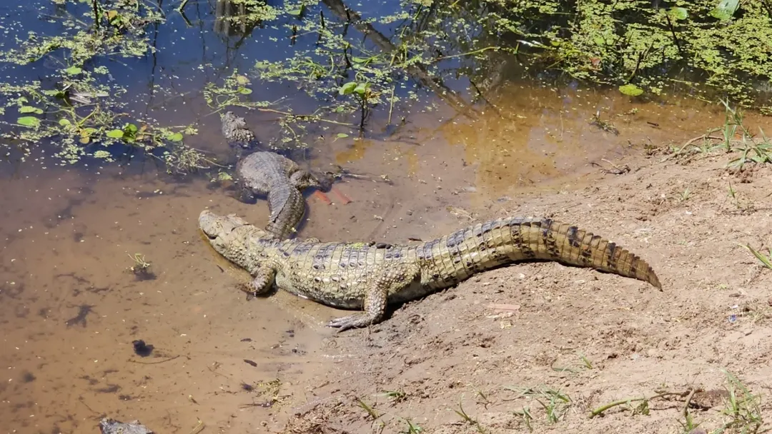 Após superpopulação, jacarés serão retirados de lagoa em Maracajaú e redistribuídos