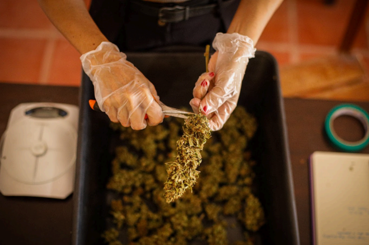 Associação potiguar obtém autorização judicial para produção de cannabis