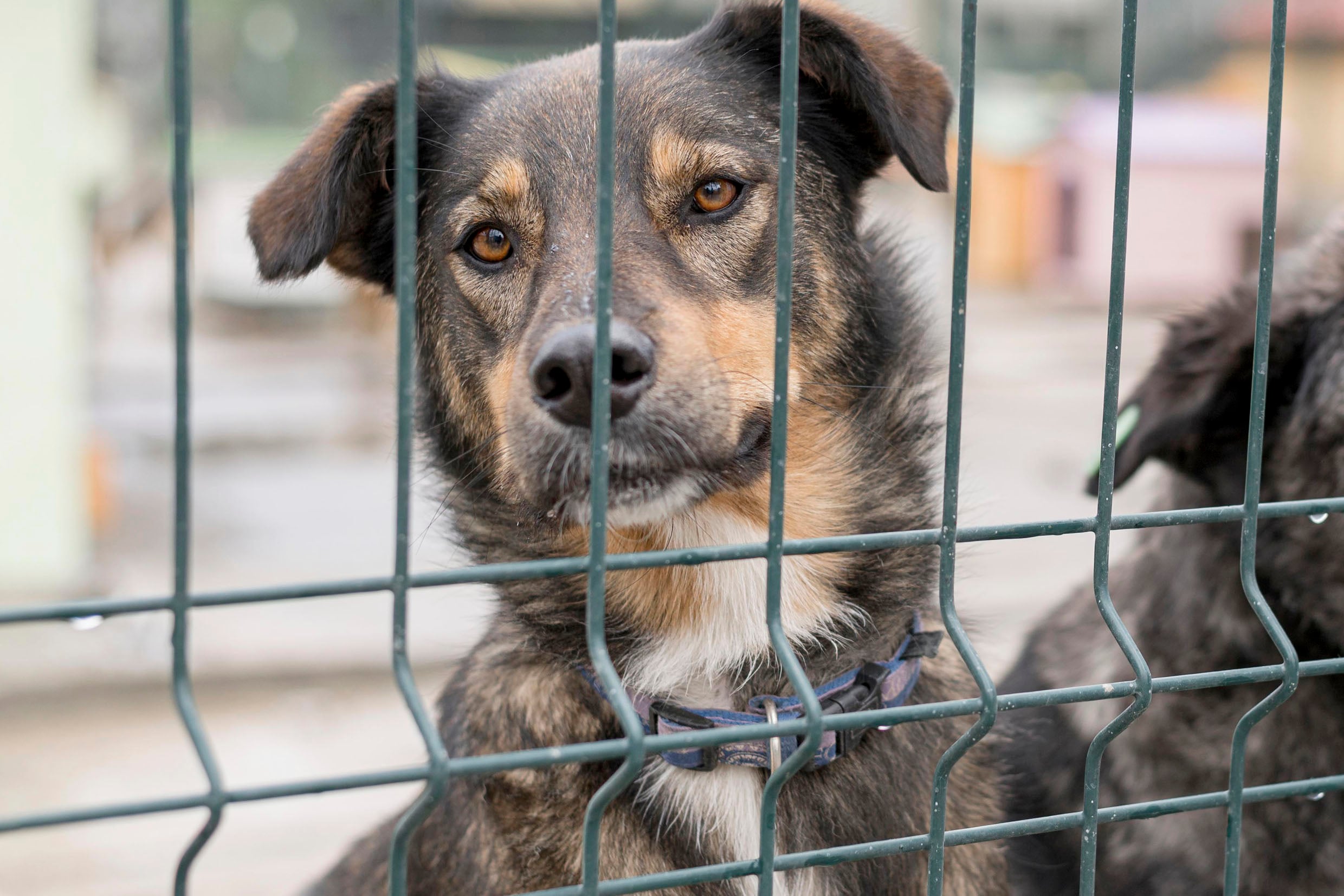 RN endurece punições contra maus-tratos em adestramento de animais domésticos