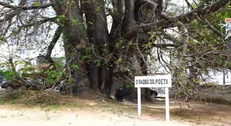 Baobá do Poeta I Imagem: reprodução Instituto Diógenes da Cunha Lima