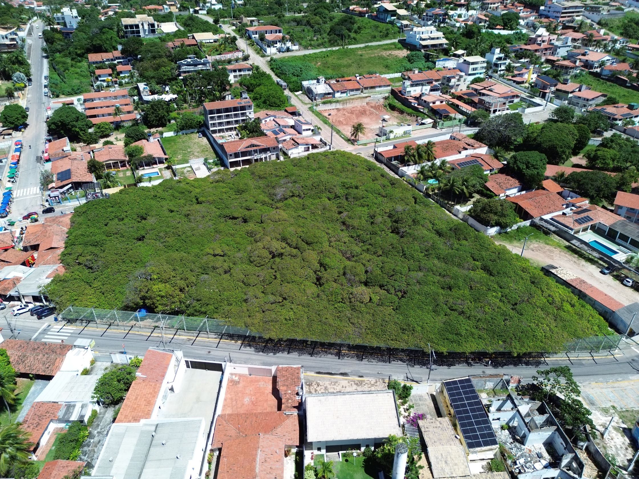 Idema abre consulta pública para criação de Monumento Natural do Cajueiro de Pirangi