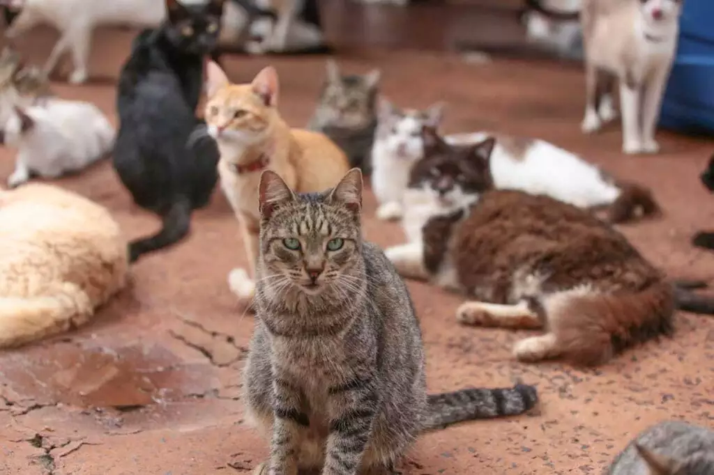 Deputada do PT propõe banco de ração para apoiar protetores de animais no RN