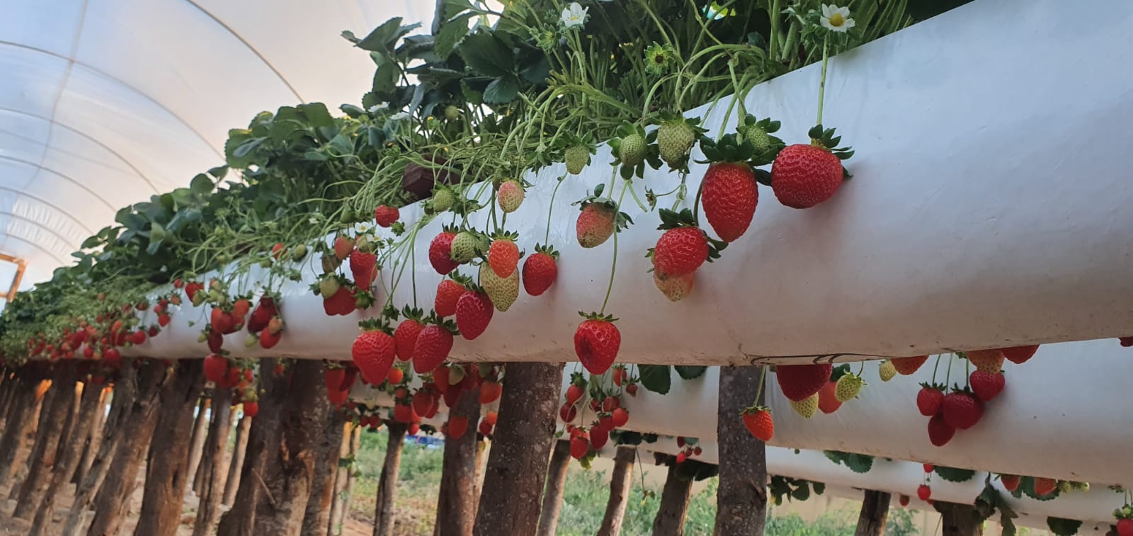 Fazenda do Seridó produz duas toneladas de morangos e quer dobrar cultivo