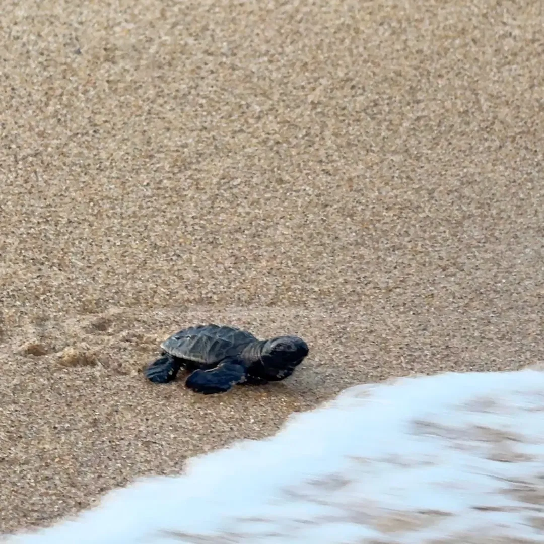 Maracajaú marca início da temporada de soltura de tartarugas-de-pente no RN