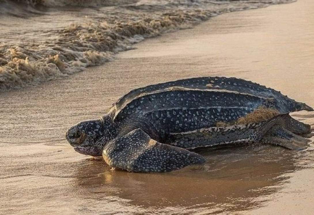 RN tem 172 espécies de animais ameaçadas de extinção, aponta 1ª lista do Idema