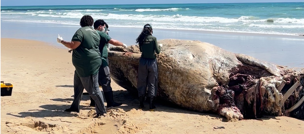 Baleia cachalote é encontrada morta na Via Costeira de Natal