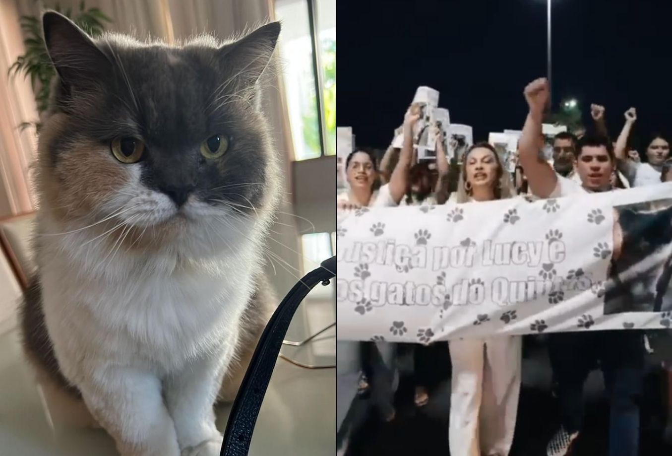 Morte da gata Lucy inspira projeto de lei para proteger animais comunitários no RN