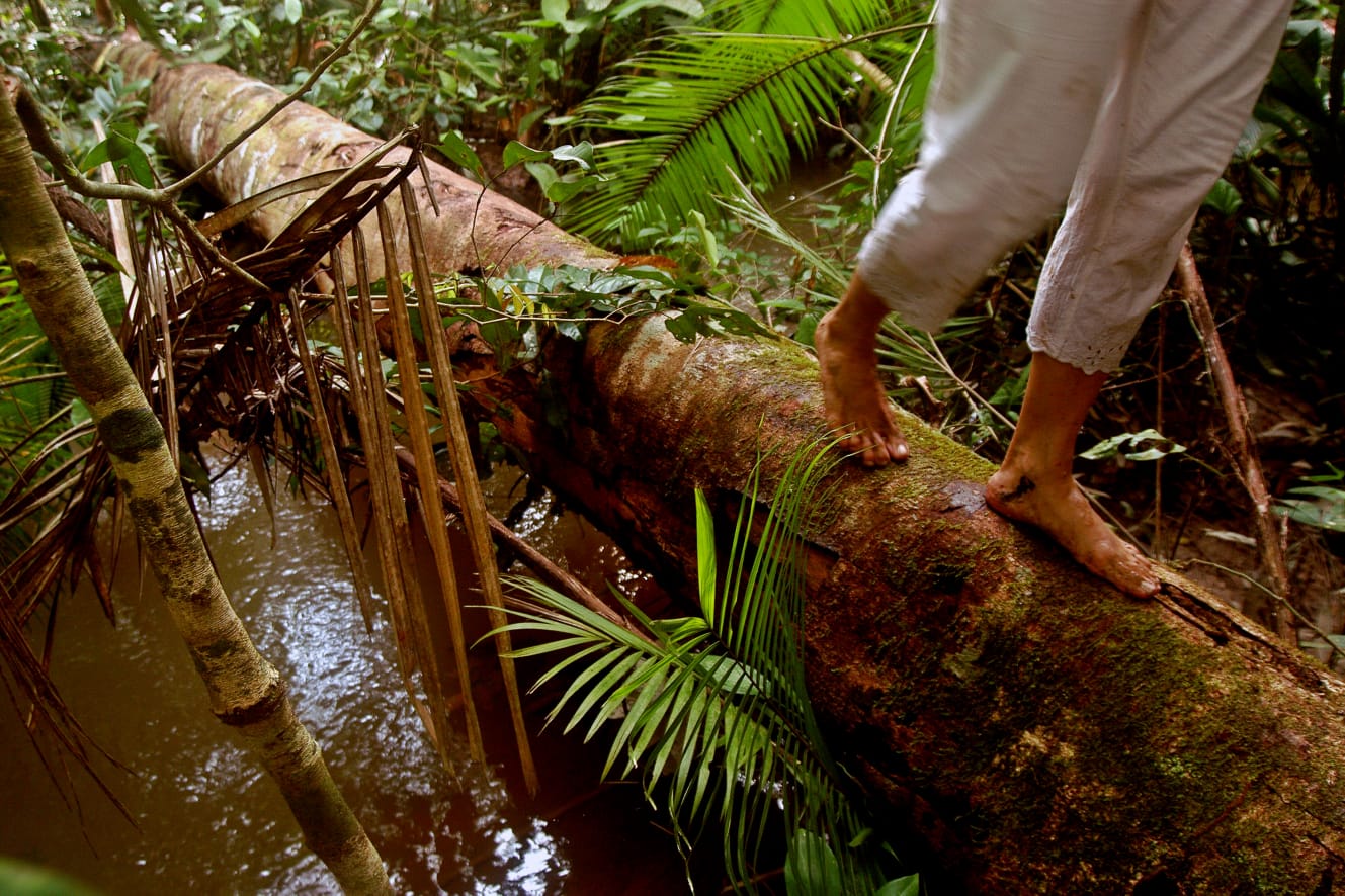 Natal recebe imersão sobre plantas medicinais amazônicas