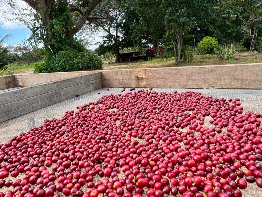 Café do RN une tradição familiar, inovação e aposta no semiárido