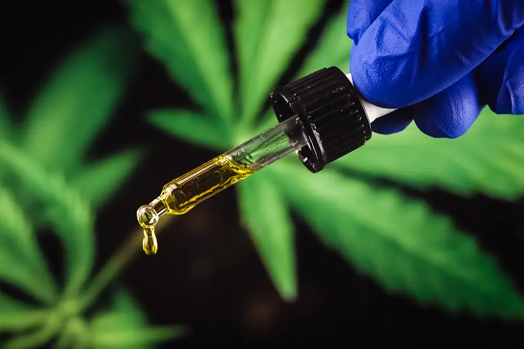 Estudo não encontra eficácia da cannabis medicinal para ansiedade e depressão