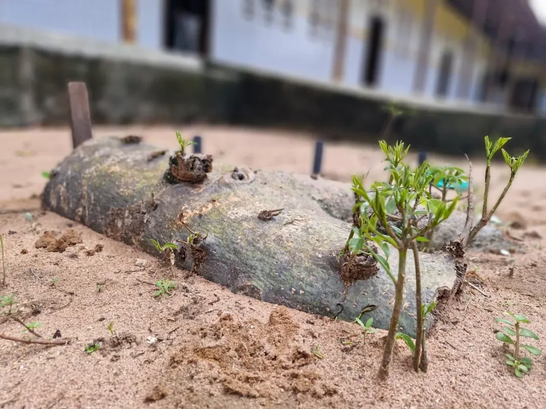 Baobá do Poeta renasce em outros pontos da Grande Natal