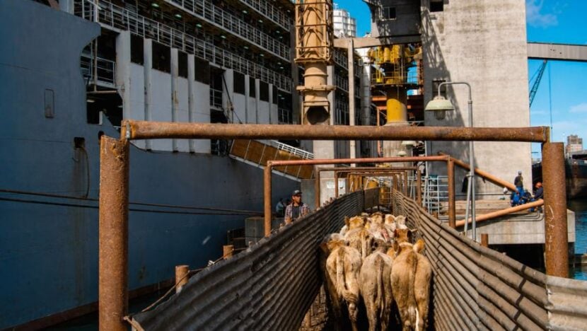 Exportação de animais vivos opõe governo e ambientalistas