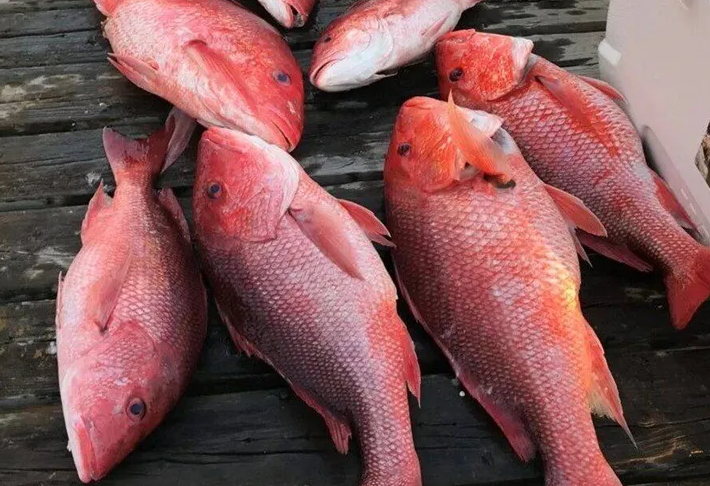 Sesap alerta para intoxicação por peixe contaminado no RN